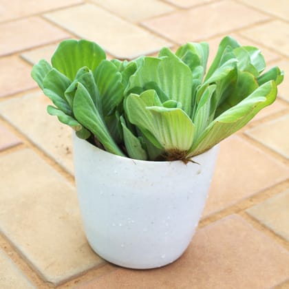 Buy Water Lettuce in 5 Inch White Premium Plastic Pot Online | Urvann.com