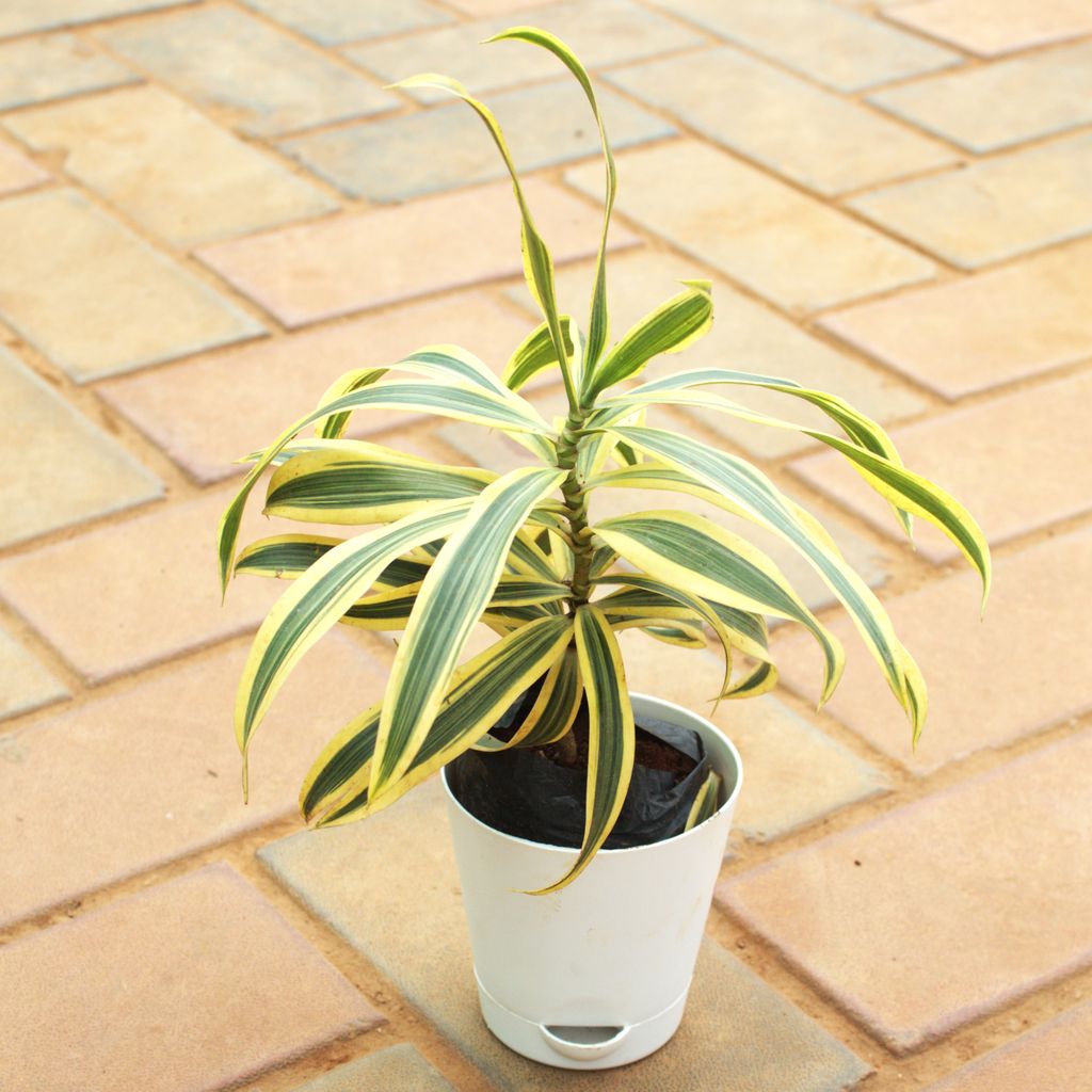 Song of India / Dracaena Messenger in 5 Inch White Florence Self Watering Pot