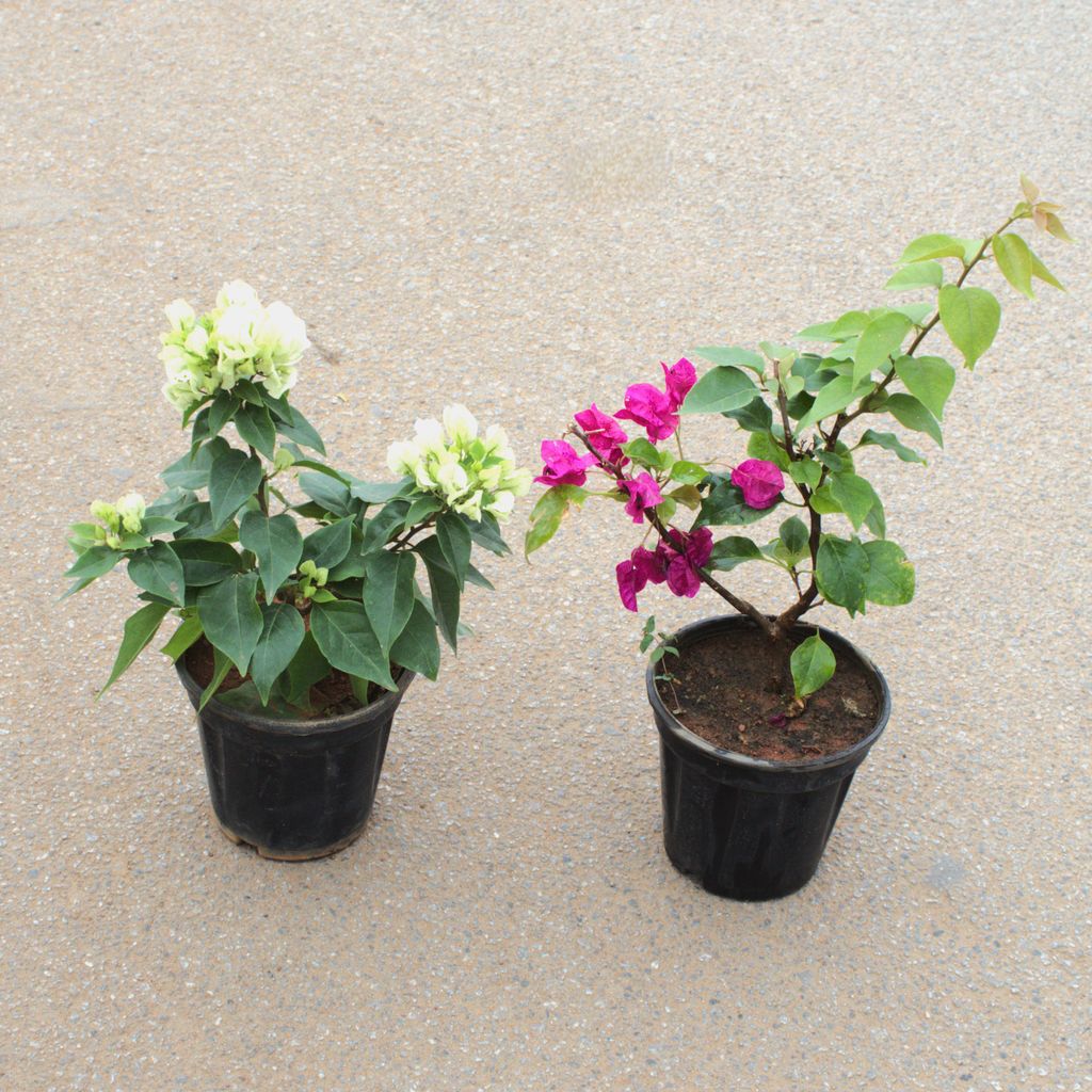 Set of 2 - Bougainvillea (Pink & White) in 5 Inch Nursery Pot