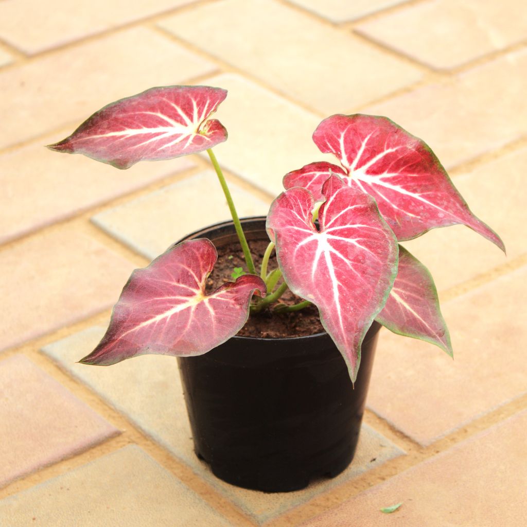 Caladium Red Tip in 5 Inch Nursery Pot