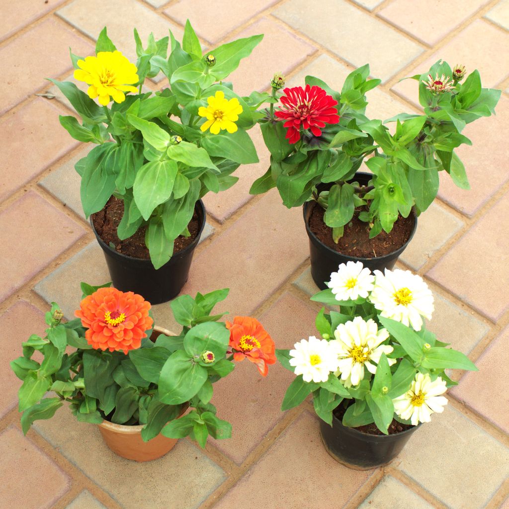 Set of 4 Zinnia (Any Colour) in 4 Inch Nursery Pot