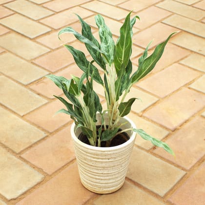 Buy Aglaonema Silver Queen in 6 Inch White Textured Cup Designer Ceramic Pot Online | Urvann.com