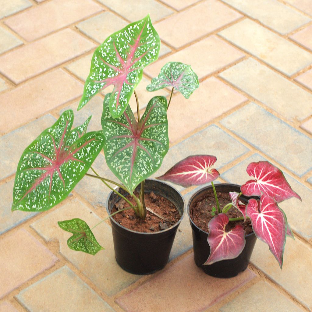 Set of 2 - Caladium Tip (Red & Green)  in 5 Inch Nursery Pot