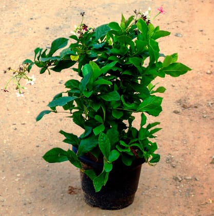 Madhu Malti / Rangoon Creeper Desi (Any Colour) in 6 Inch Nursery Bag