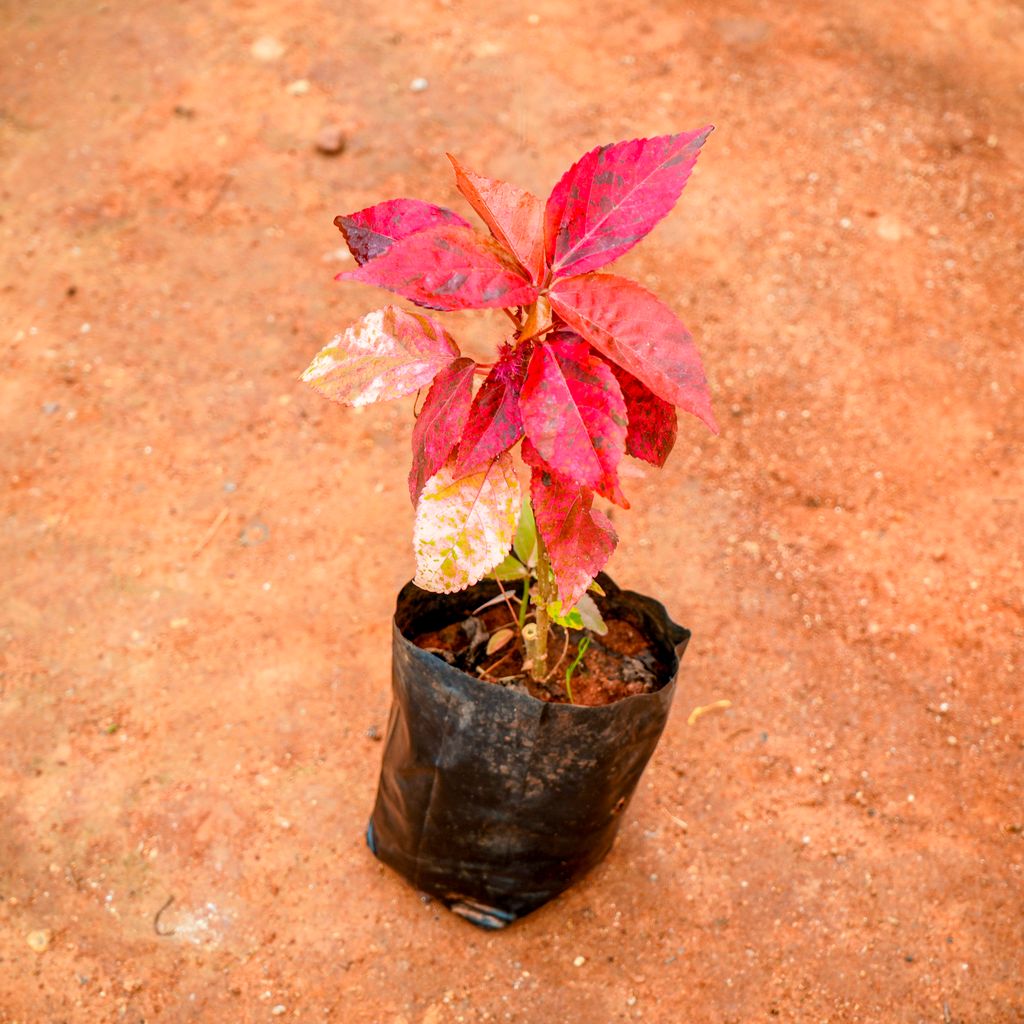 Acalypha Red in 4 Inch Nursery Bag