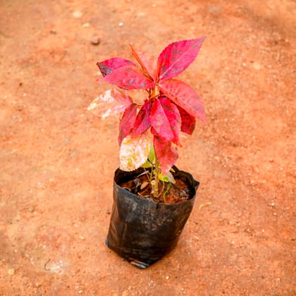 Buy Acalypha Red in 4 Inch Nursery bag Online | Urvann.com