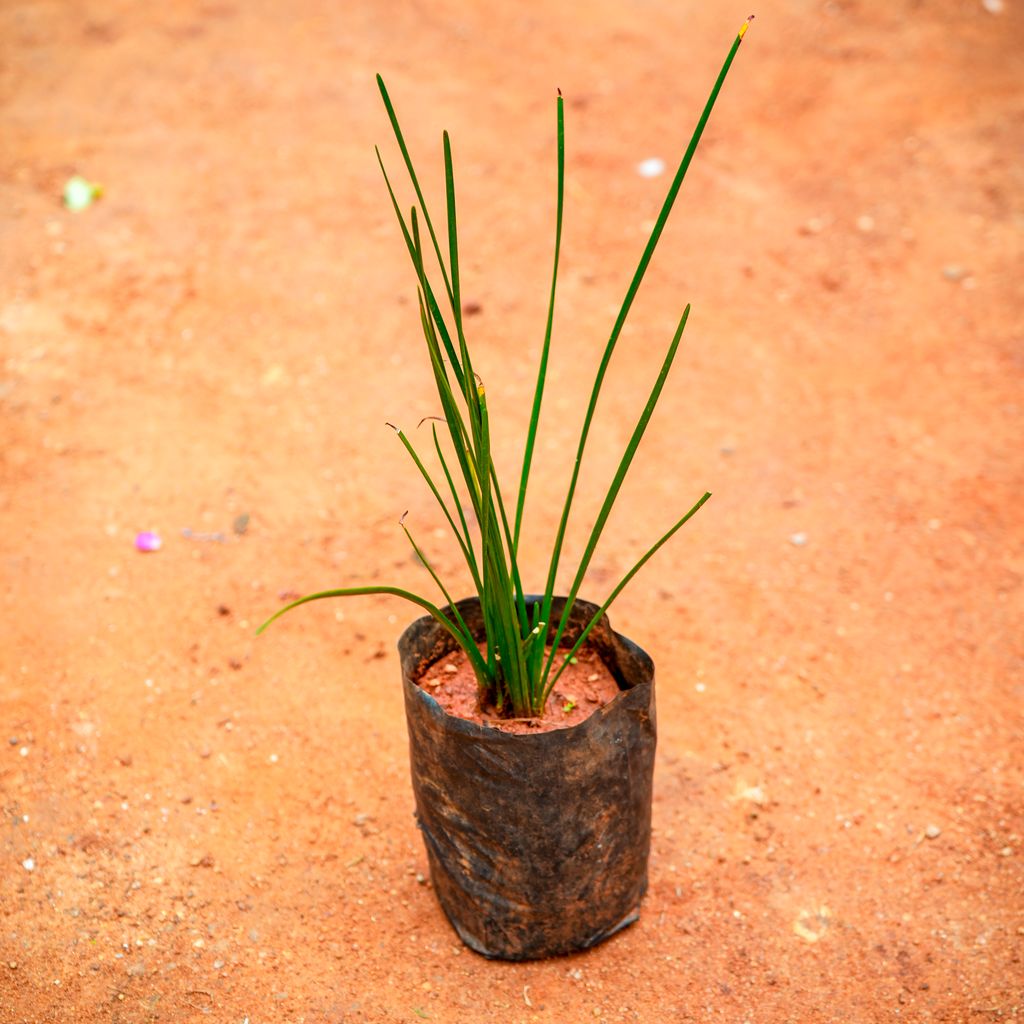 Rain Lily (Any Colour) in 4 Inch Nursery Bag