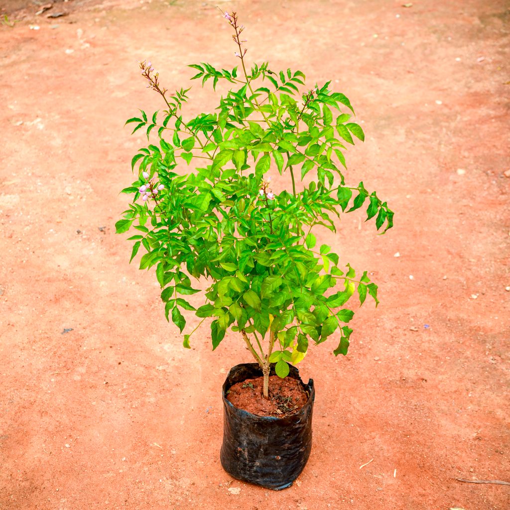 Tecoma Orange in 4 Inch Nursery Bag