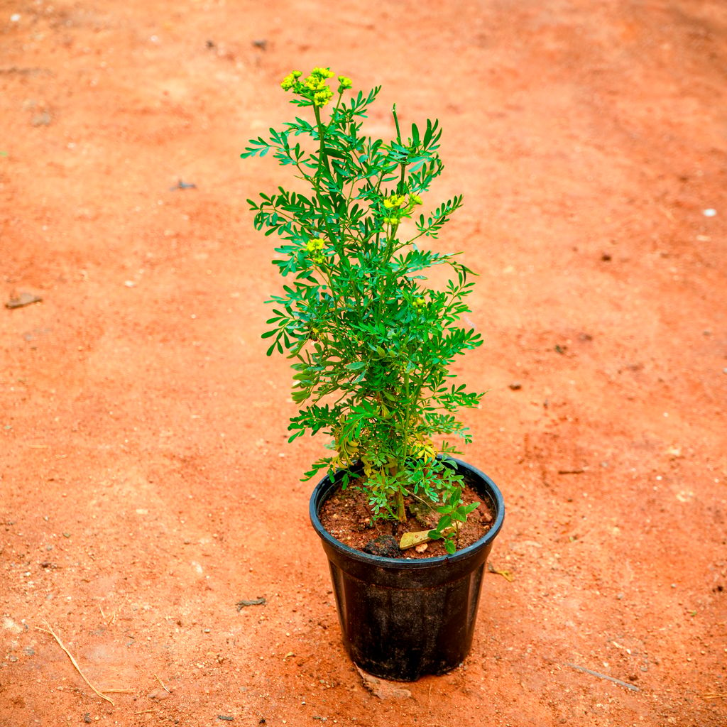 Naag Bel in 5 Inch Nursery Pot