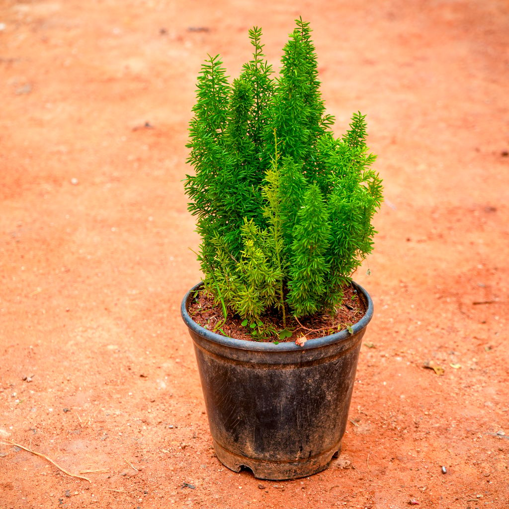 Morpankhi in 6 Inch Nursery Pot