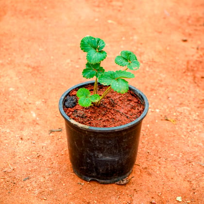 Buy Strawberry Plant in 5 Inch Nursery Pot Online | Urvann.com