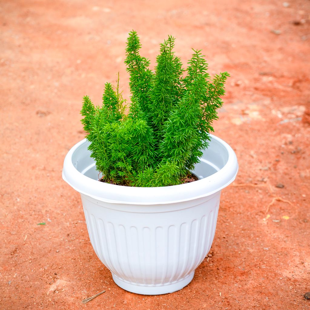 Asparagus Mary in 8 Inch White Olive Plastic Pot