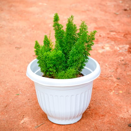 Buy Asparagus Mary in 8 Inch White Olive Plastic Pot Online | Urvann.com