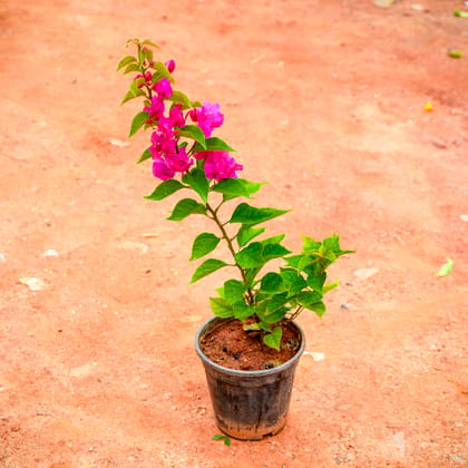 Buy Bougainvillea Pink in 6 Inch Nursery Pot Online | Urvann.com