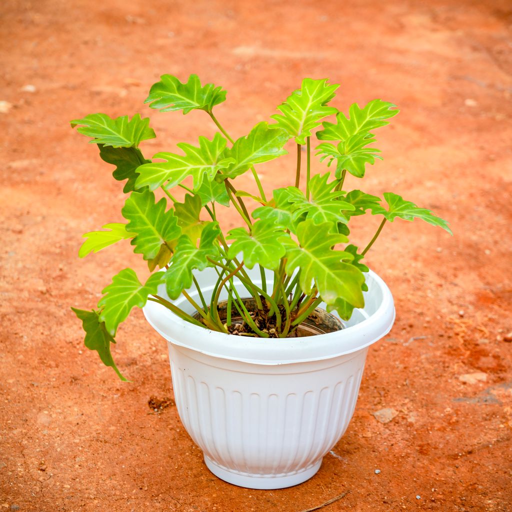 Xanadu Golden in 8 Inch White Olive Plastic Pot