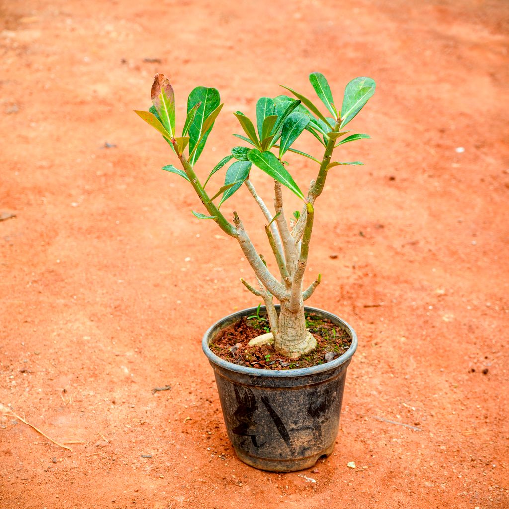 Adenium (Any Colour) in 5 Inch Nursery Pot