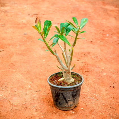 Buy Adenium (any colour) in 5 Inch Nursery Pot Online | Urvann.com