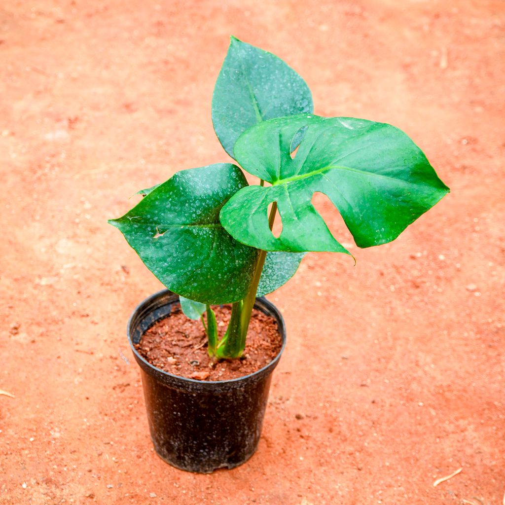 Monstera Deliciosa in 6 Inch Nursery Pot