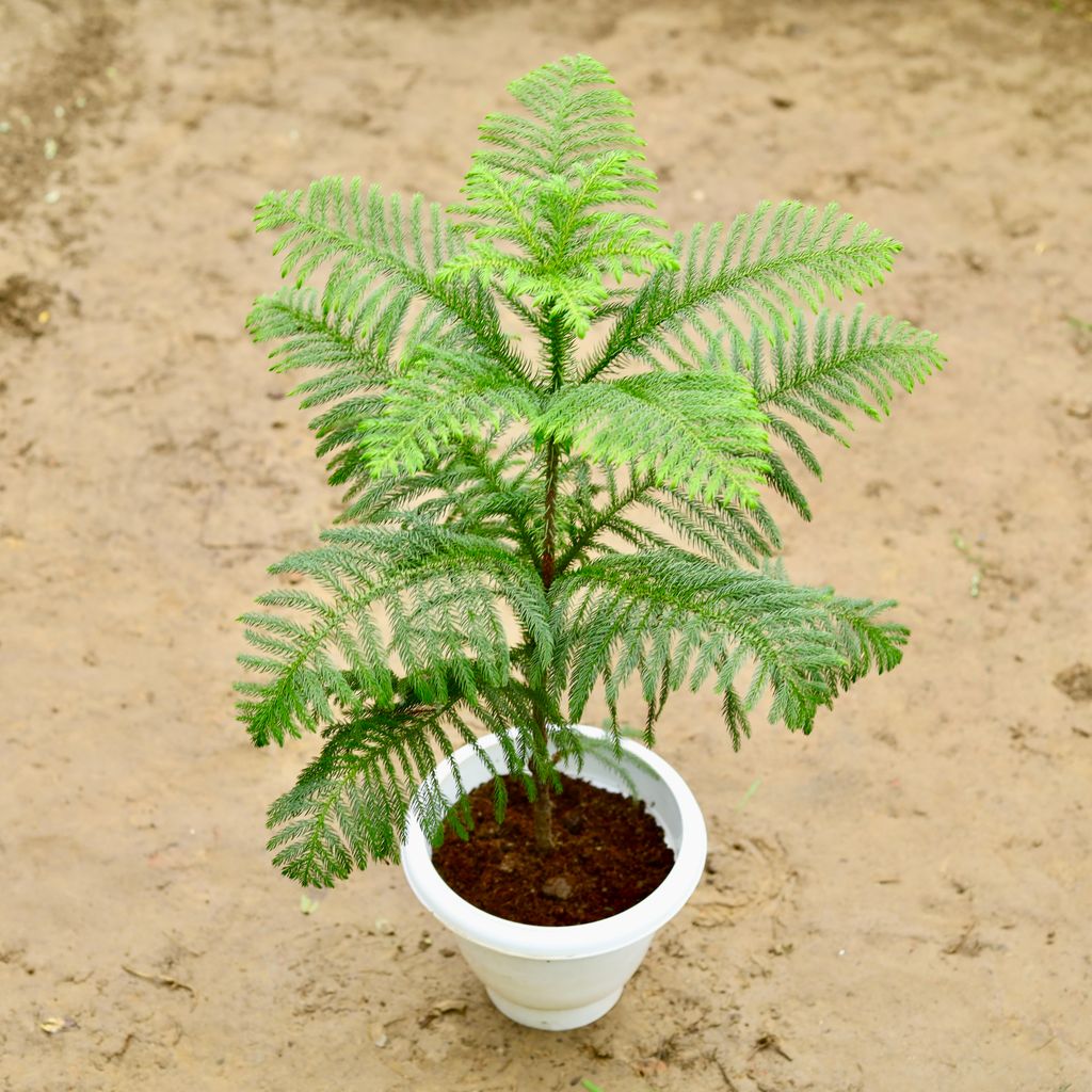 Araucaria / Christmas Tree (~ 2 Ft) in 10 Inch Classy White Plastic Pot