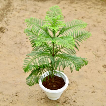 Buy Araucaria / Christmas Tree (~ 2 Ft) in 10 Inch Nursery Bag Online | Urvann.com