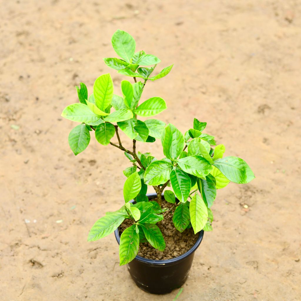 Gandhraaj / Gardenia in 6 Inch Nursery Pot