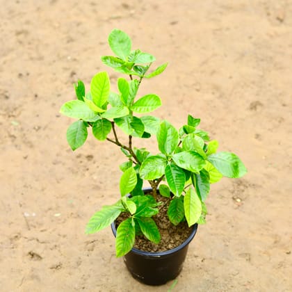 Buy Gandhraaj / Gardenia in 6 Inch Nursery Pot Online | Urvann.com