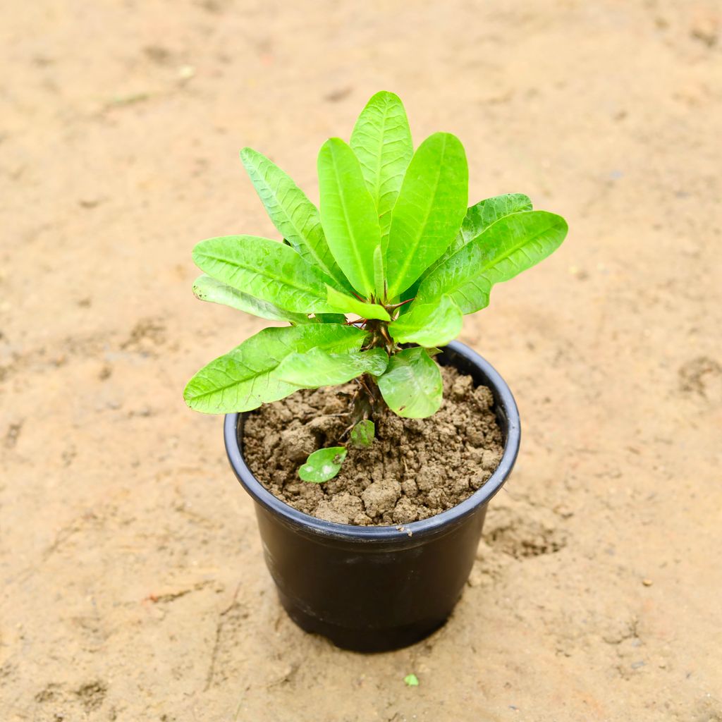 Euphorbia Mili (Any Colour) in 6 Inch Nursery Pot