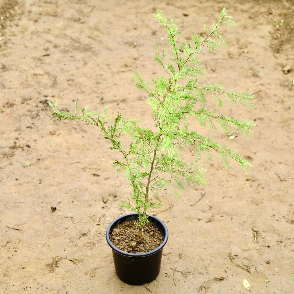 Shami in 6 Inch Nursery Pot