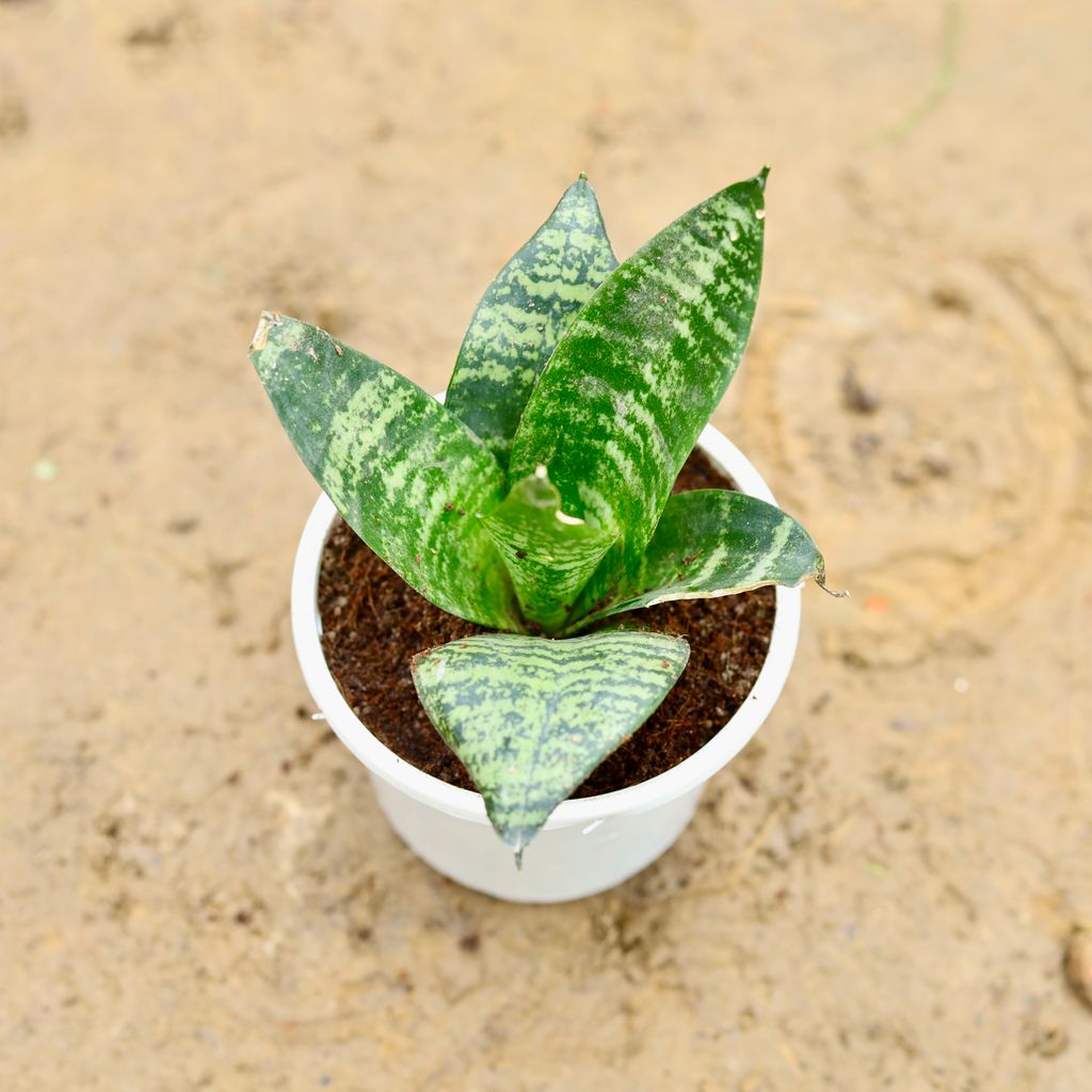 Snake Green Dwarf in 5 Inch Nursery Pot