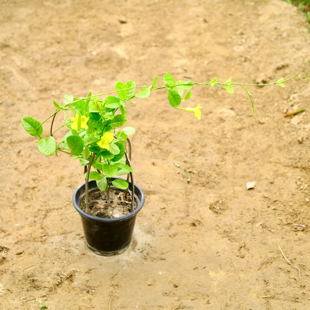 Allamanda Bel Yellow (~ 2 Ft) in 7 Inch Nursery Pot