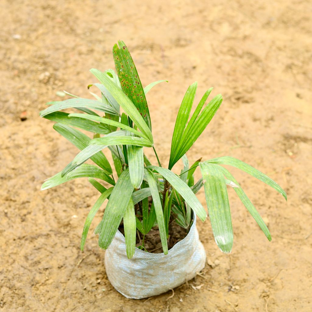 Rhapis Palm in 7 Inch Nursery Bag