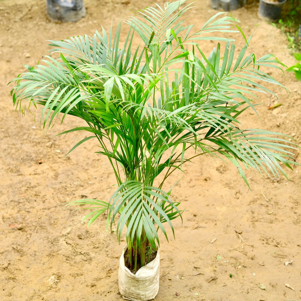 Areca Palm (~ 2 - 3 Ft) in 8 Inch Nursery Bag