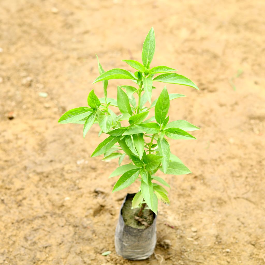 Basil (~ 1 Ft) in 5 Inch Nursery Bag