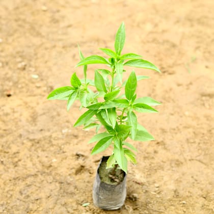 Buy Basil (~ 1 Ft) in 5 Inch Nursery Bag Online | Urvann.com