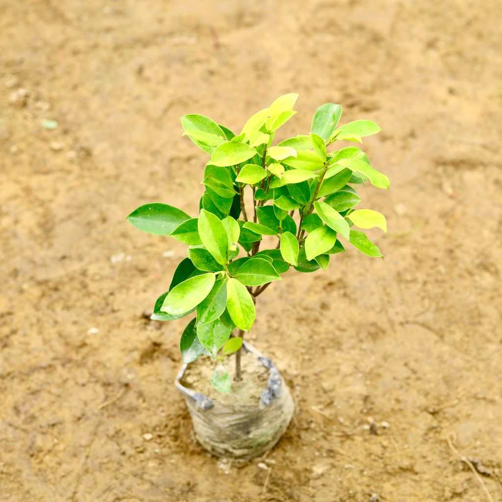 Ficus Panda in 5 Inch Nursery Bag