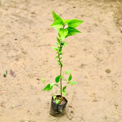 Buy Hibiscus / Gudhal (Any Colour) in 4 Inch Nursery Bag Online | Urvann.com