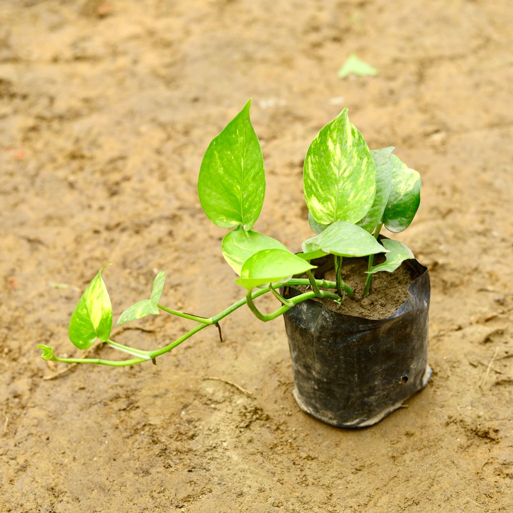 Money Plant Green in 5 Inch Nursery Bag