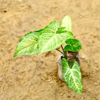 Buy Syngonium Green in 4 Inch Nursery Bag Online | Urvann.com