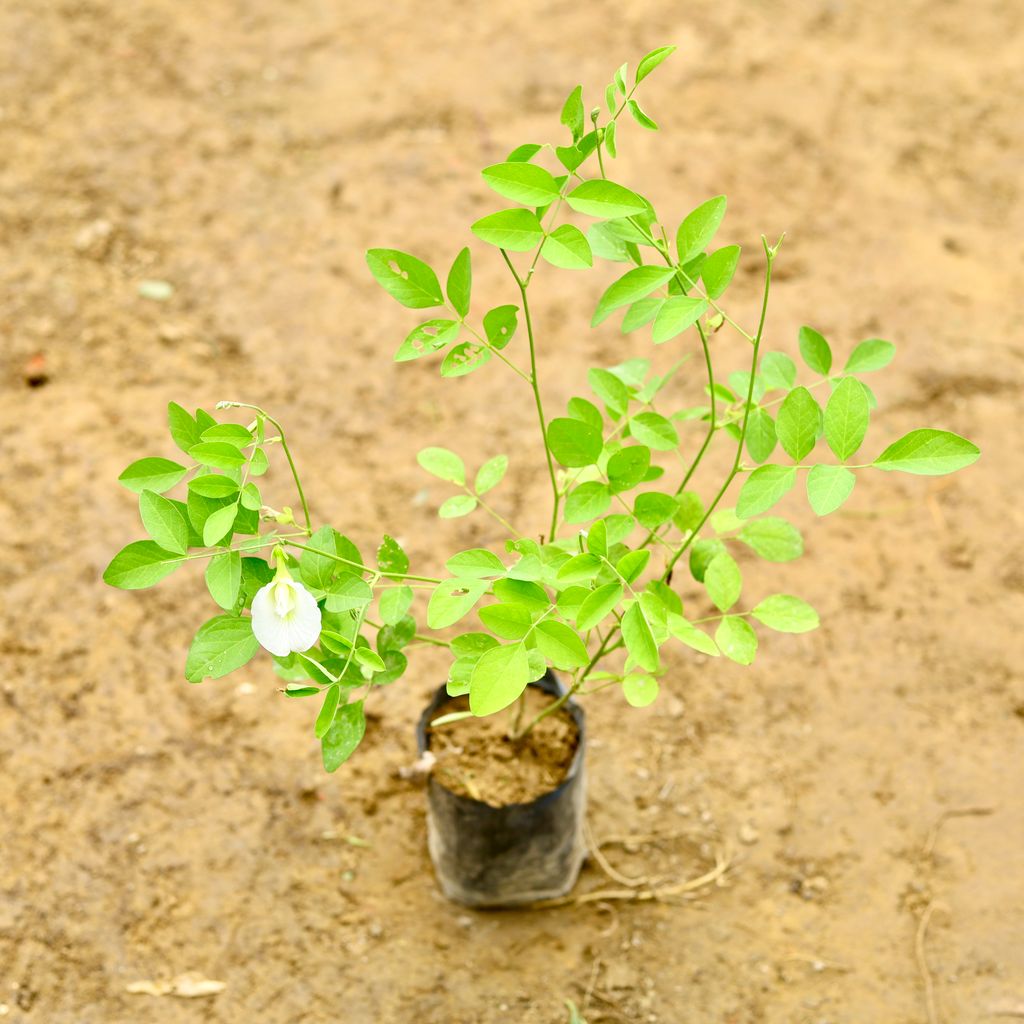 Aparajita / Asian Pigeonwings (Any Colour) in 5 Inch Nursery Bag