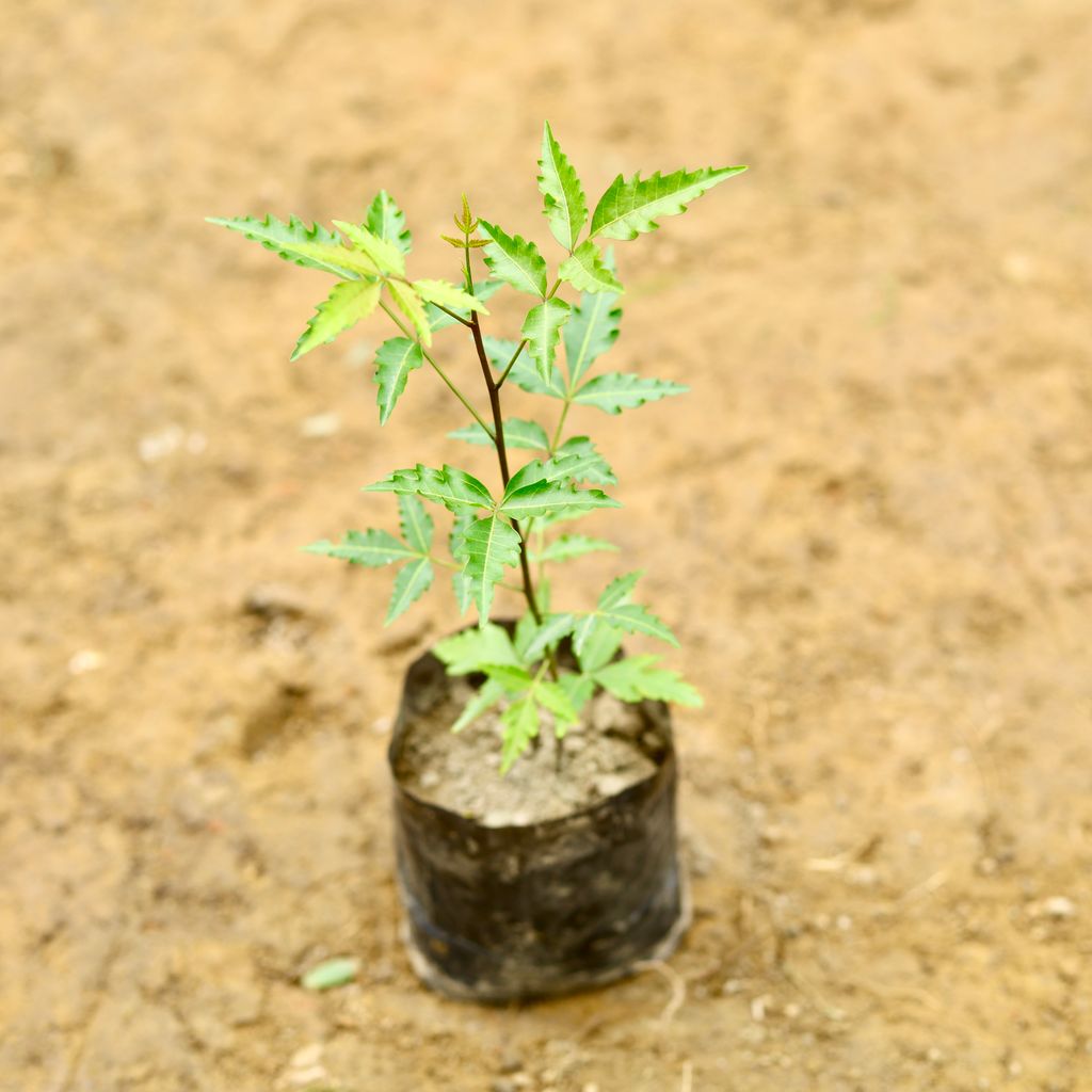 Neem in 6 Inch Nursery Bag