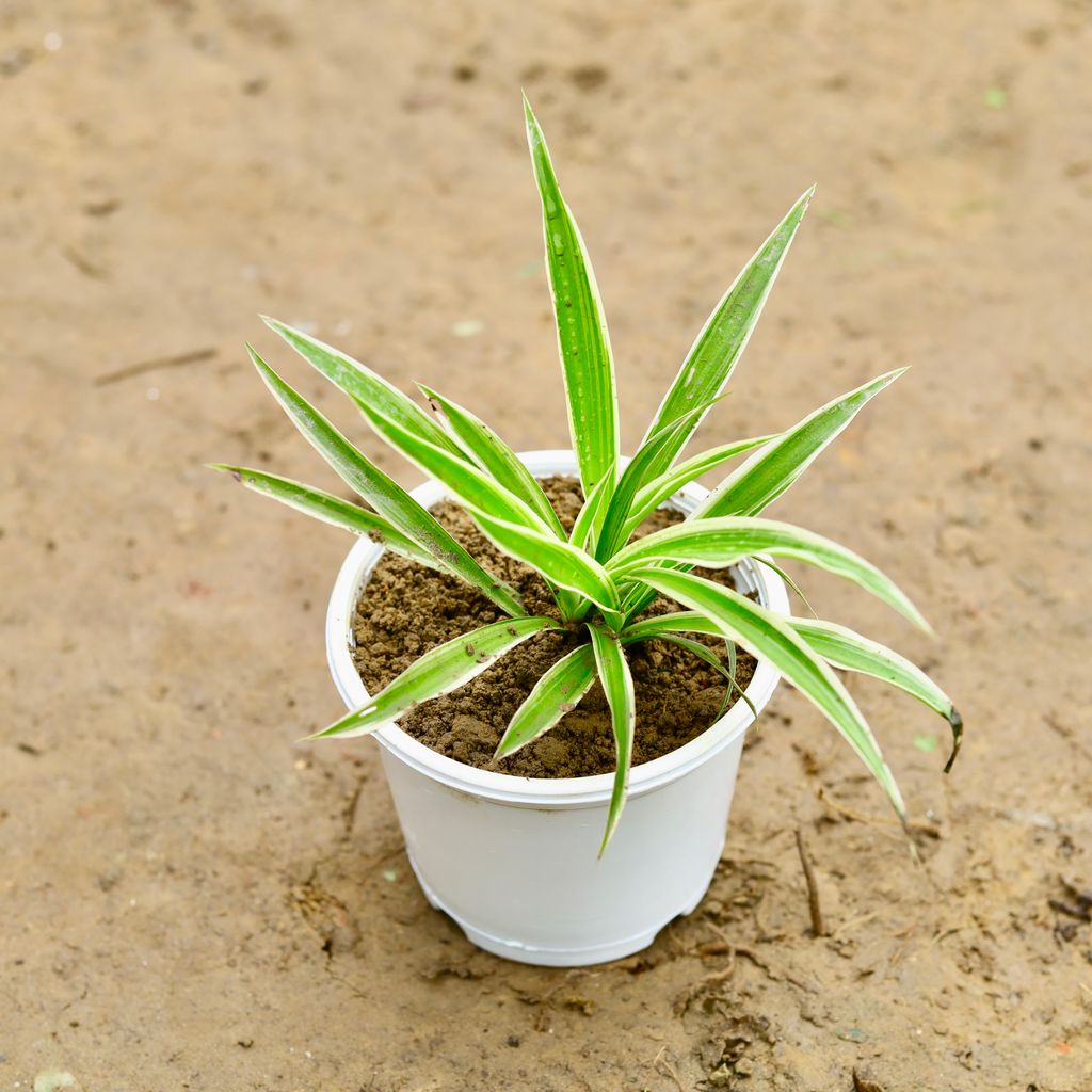 Spider Plant in 4 Inch Nursery Pot