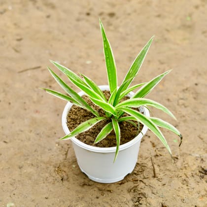 Buy Spider Plant in 4 Inch Nursery Pot Online | Urvann.com