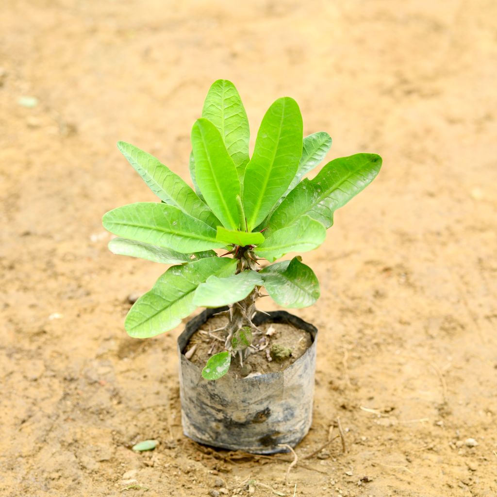 Euphorbia Mili (Any Colour) in 5 Inch Nursery Bag