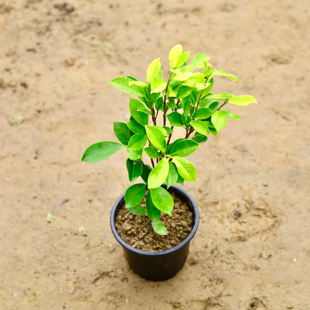 Ficus Panda in 6 Inch Nursery Pot