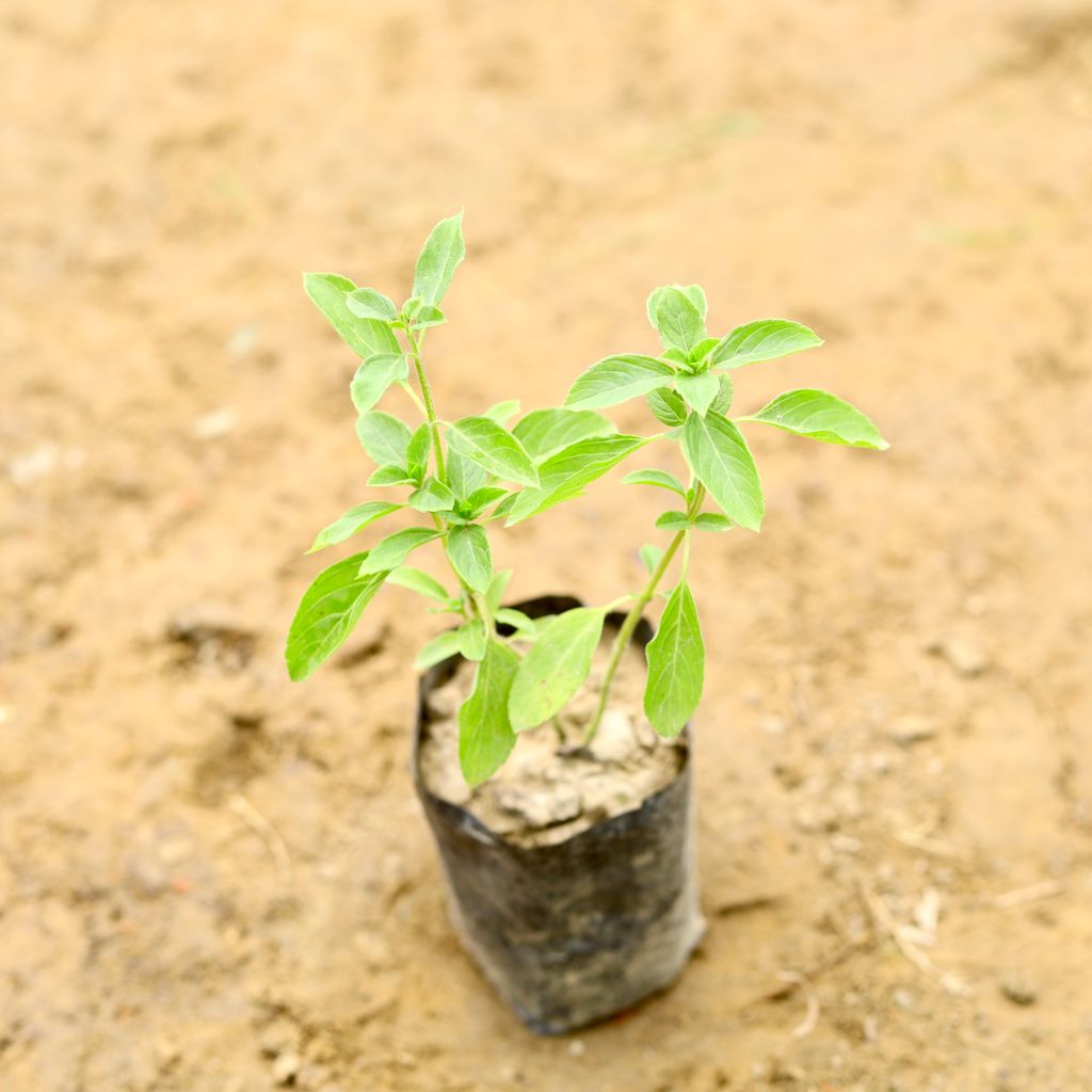 Kapoor Tulsi in 5 Inch Nursery Bag