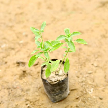 Buy Kapoor Tulsi in 5 Inch Nursery Bag Online | Urvann.com