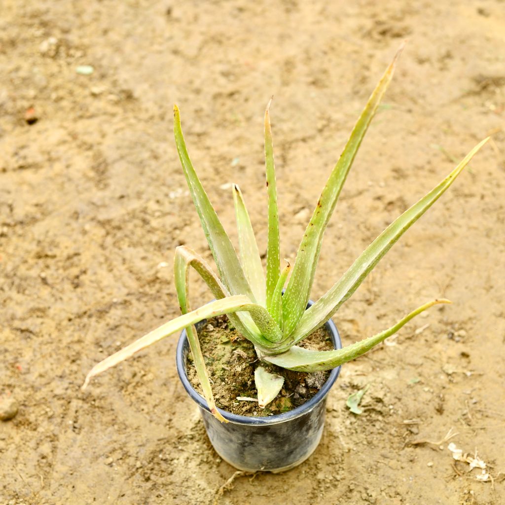 Aloevera in 6 Inch Nursery Pot