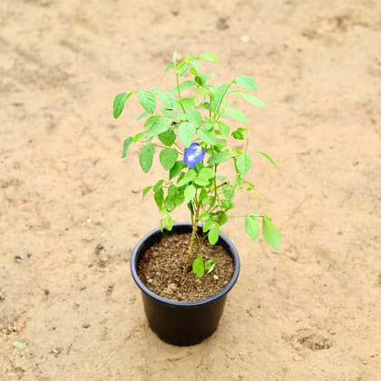 Buy Aparajita / Asian Pigeonwings (Any Colour) in 6 Inch Nursery Pot Online | Urvann.com