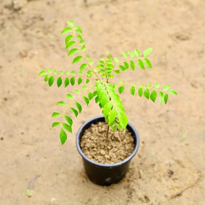 Buy Curry Patta in 6 Inch Nursery Pot Online | Urvann.com