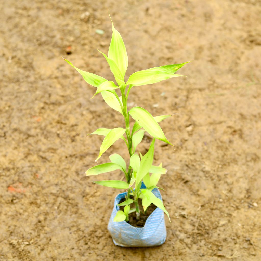 Lucky Bamboo in 4 Inch Nursery Bag